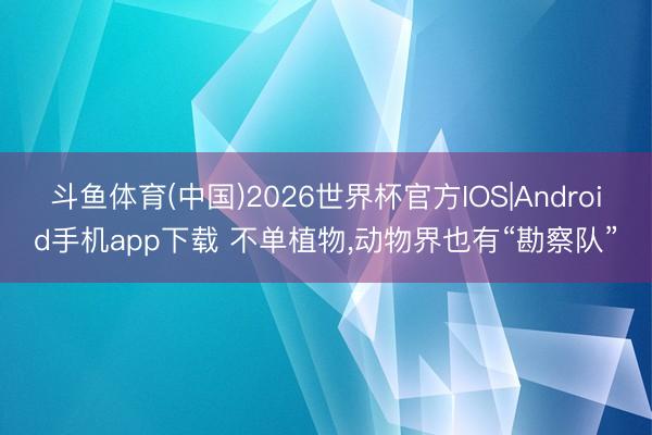 斗鱼体育(中国)2026世界杯官方IOS|Android手机app下载 不单植物，动物界也有“勘察队”